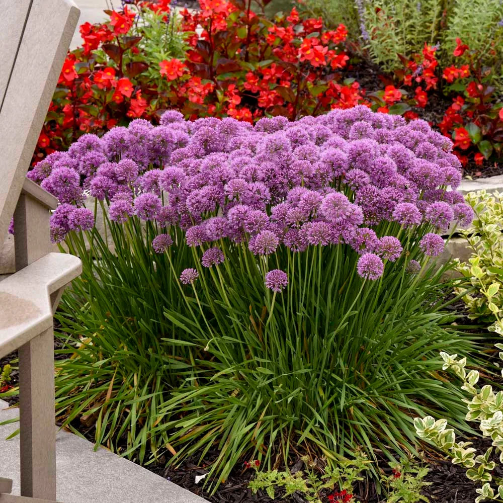 Ornamental Onion (Allium Luna)