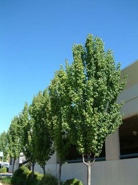 Ornamental Pear 'Capital' (Pyrus calleryana) 300mm (Pickup Only)