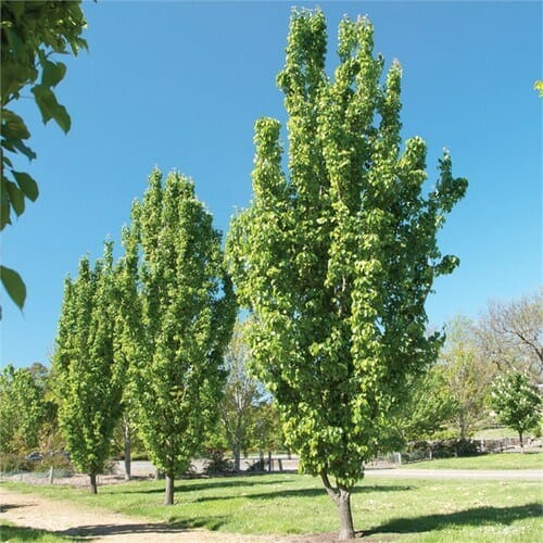 Ornamental Pear 'Capital' (Pyrus calleryana) 300mm (Pickup Only)