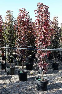 Ornamental Pear 'Capital' (Pyrus calleryana) 300mm (Pickup Only) - Ladybird Nursery