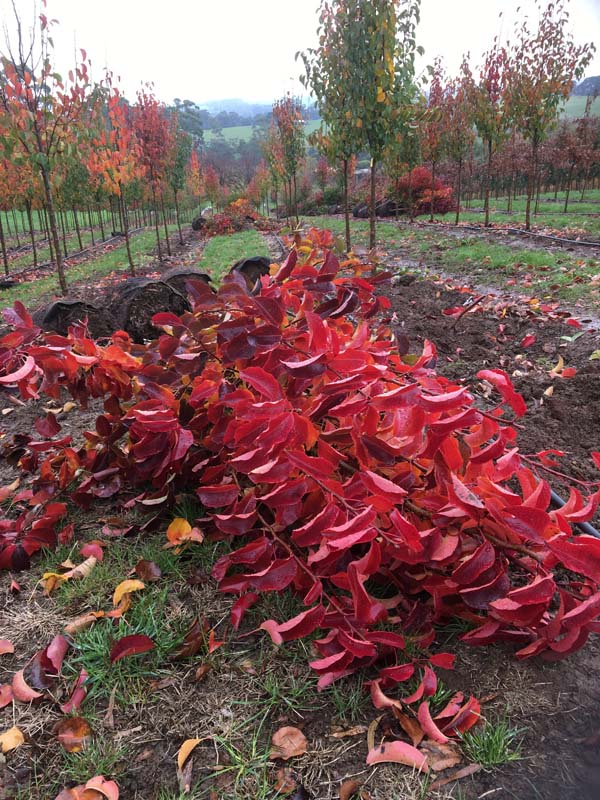 Ornamental Pear Cleveland Select