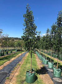 Ornamental Pear Cleveland Select - Ladybird Nursery