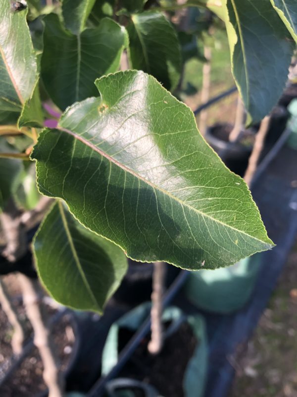 Ornamental Pear Cleveland Select - Ladybird Nursery