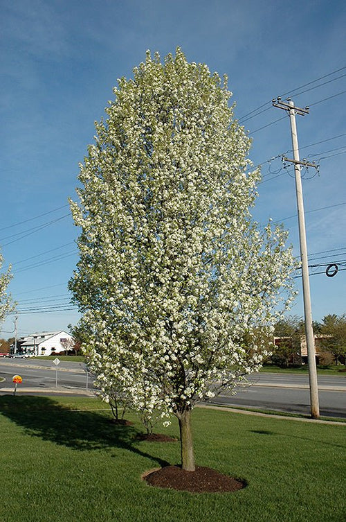 Ornamental Pear Cleveland Select - Ladybird Nursery