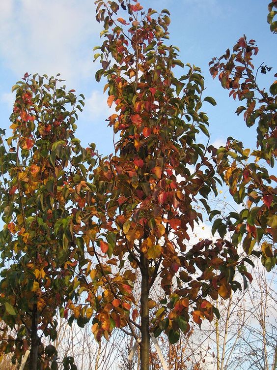 Ornamental Pear Red Spire (Pyrus calleryana) - Ladybird Nursery