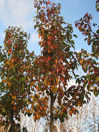 Ornamental Pear Red Spire (Pyrus calleryana)