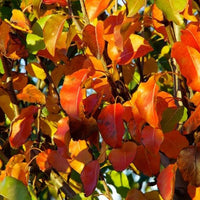 Ornamental Pear Red Spire (Pyrus calleryana) - Ladybird Nursery