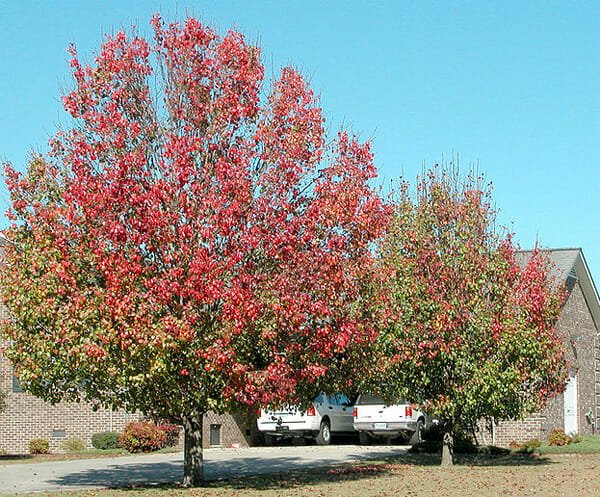Ornamental Pear Red Spire (Pyrus calleryana) - Ladybird Nursery