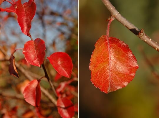 Ornamental Pear Red Spire (Pyrus calleryana) - Ladybird Nursery