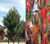 Ornamental Pear Red Spire (Pyrus calleryana)
