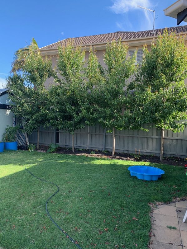 Ornamental Pear Winter Glow (Pyrus calleryana)