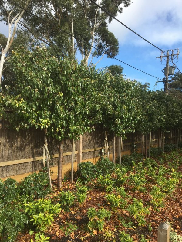 Ornamental Pear Winter Glow (Pyrus calleryana)