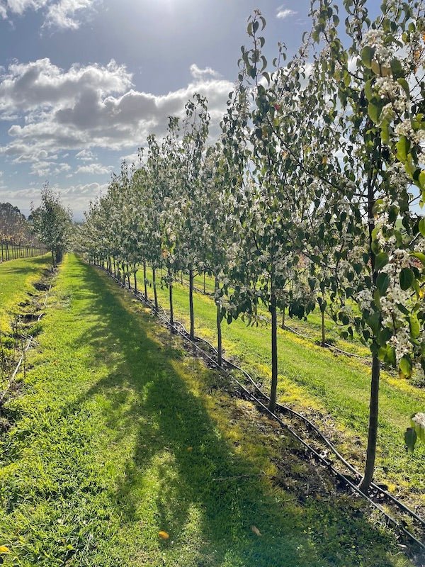Ornamental Pear Winter Glow (Pyrus calleryana) - Ladybird Nursery