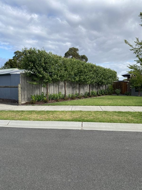 Ornamental Pear Winter Glow (Pyrus calleryana) - Ladybird Nursery