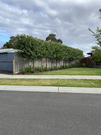Ornamental Pear Winter Glow (Pyrus calleryana)