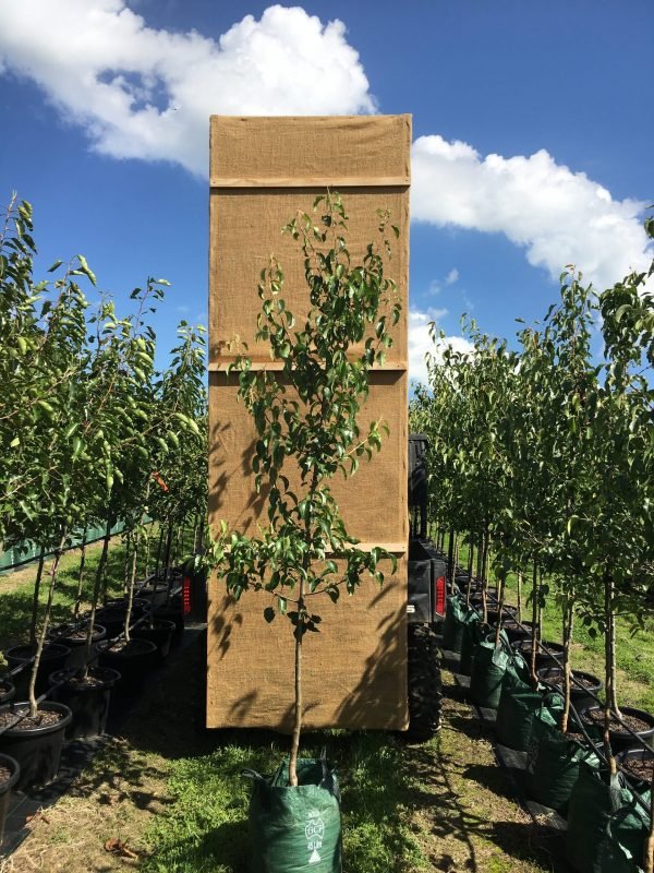Ornamental Pear Winter Glow (Pyrus calleryana) - Ladybird Nursery