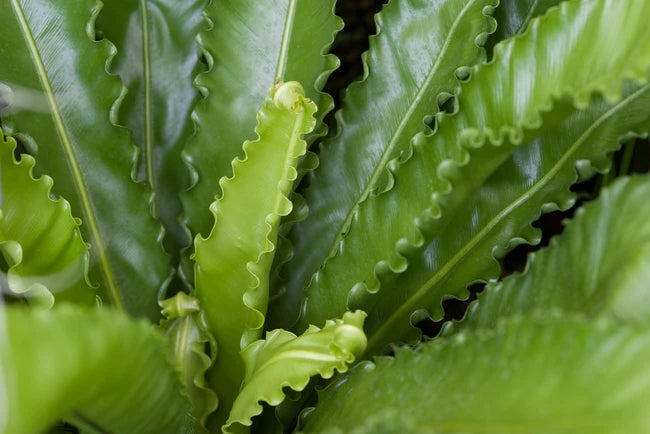 Osaka Bird's Nest Fern (Asplenium nidus)