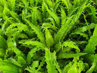 Osaka Bird's Nest Fern (Asplenium nidus) - Ladybird Nursery
