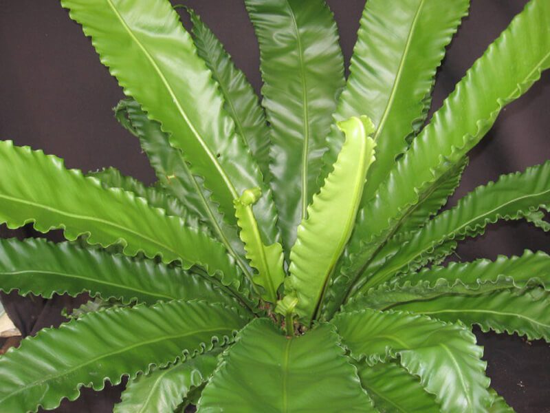 Osaka Bird's Nest Fern (Asplenium nidus)