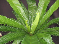 Osaka Bird's Nest Fern (Asplenium nidus) - Ladybird Nursery