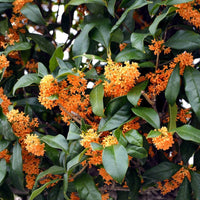 Osmanthus fragrans 'aurantiacus' (Orange-Flowered Sweet Olive) - Medium