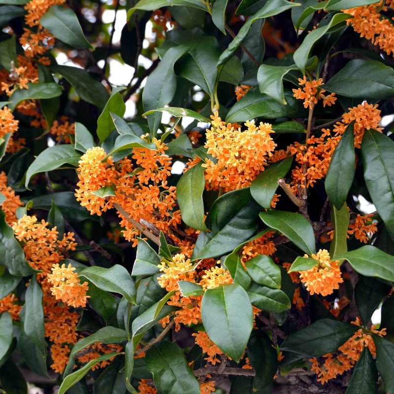 Osmanthus fragrans 'aurantiacus' (Orange-Flowered Sweet Olive)