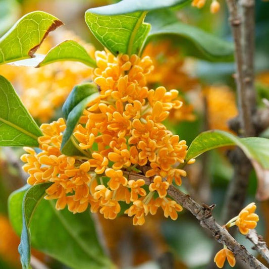 Osmanthus fragrans 'aurantiacus' (Orange-Flowered Sweet Olive) - Medium