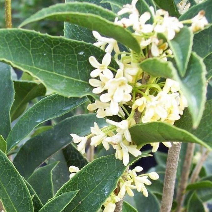 Osmanthus × fortunei 'Heaven Scent'