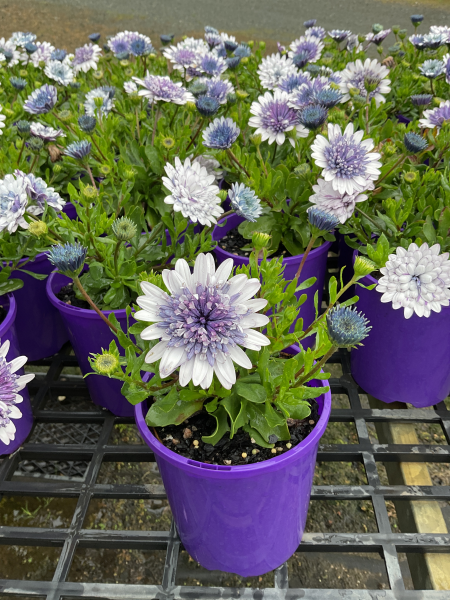 Osteospermum 3D Steel Blue