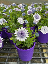 Osteospermum 3D Steel Blue