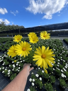 Osteospermum Daisy 'Voltage Yellow' - Ladybird Nursery