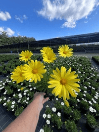 Osteospermum Daisy 'Voltage Yellow' - Ladybird Nursery