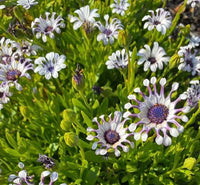 African Daisy 'Power Packed Spider White' (Osteospermum)