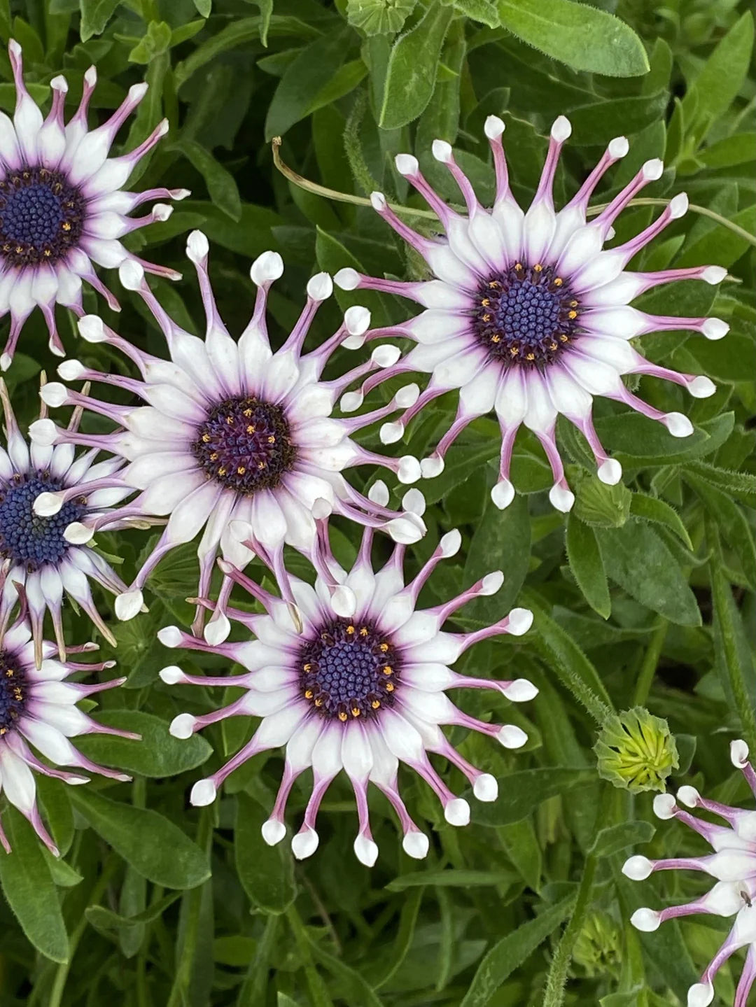African Daisy 'Power Packed Spider White' (Osteospermum)