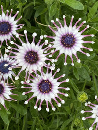African Daisy 'Power Packed Spider White' (Osteospermum)