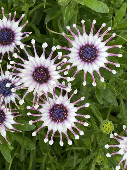 African Daisy 'Power Packed Spider White' (Osteospermum)