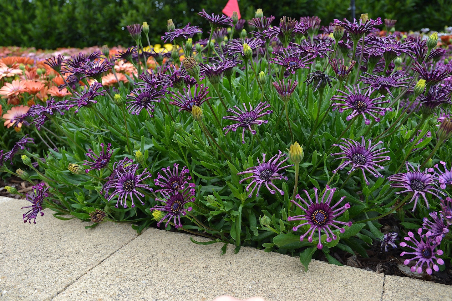 African Daisy 'Purple Pack Spider' (Osteospermum)