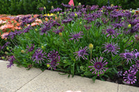 African Daisy 'Purple Pack Spider' (Osteospermum)
