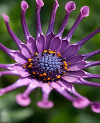 African Daisy 'Purple Pack Spider' (Osteospermum)