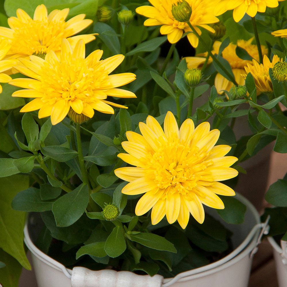 African Daisy 3D 'Deep Sun' (Osteospermum) - Ladybird Nursery