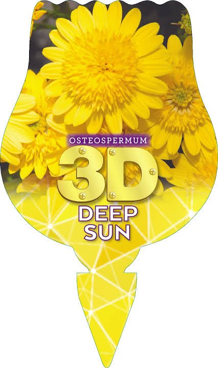 African Daisy 3D 'Deep Sun' (Osteospermum) - Ladybird Nursery