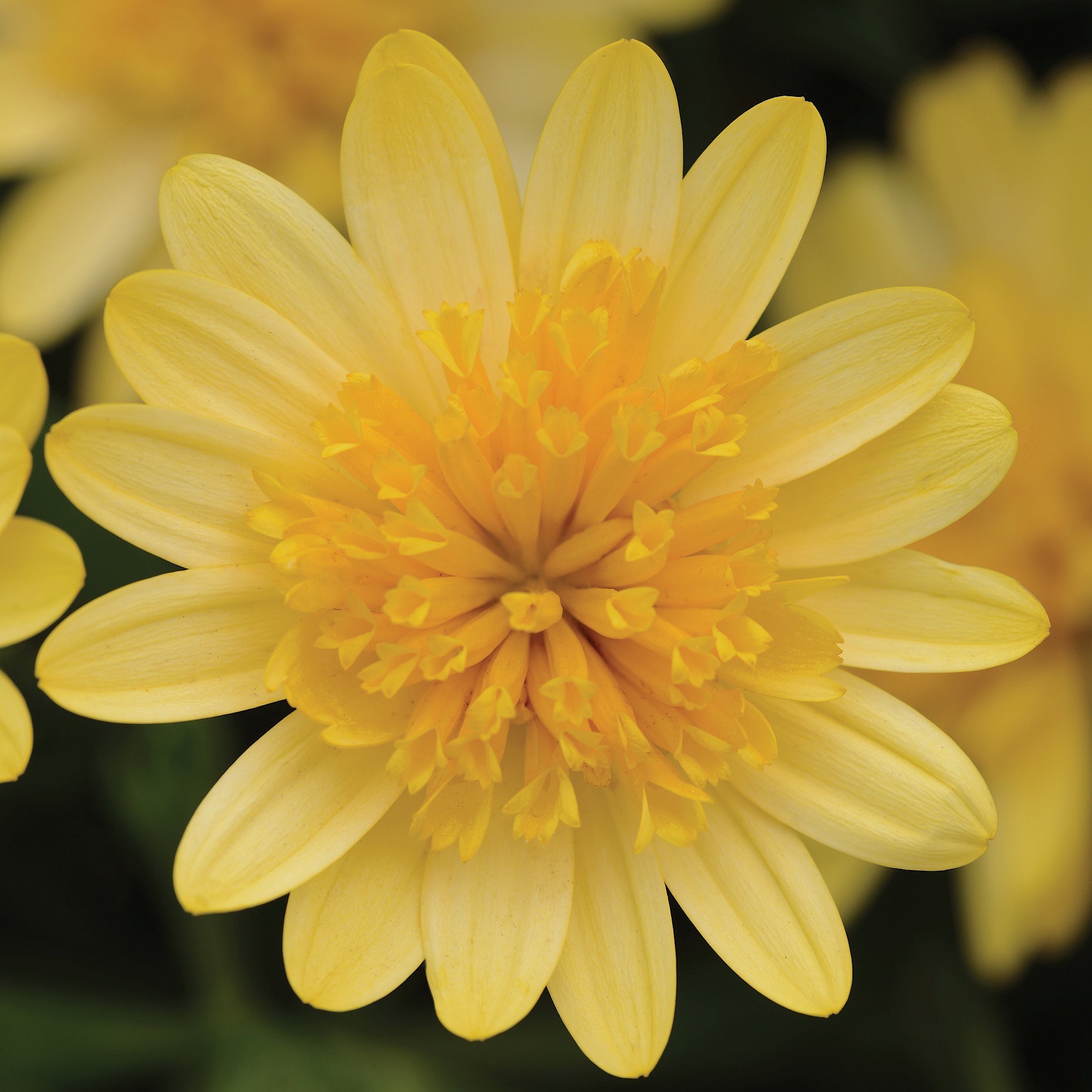 African Daisy 3D 'Deep Sun' (Osteospermum) - Ladybird Nursery