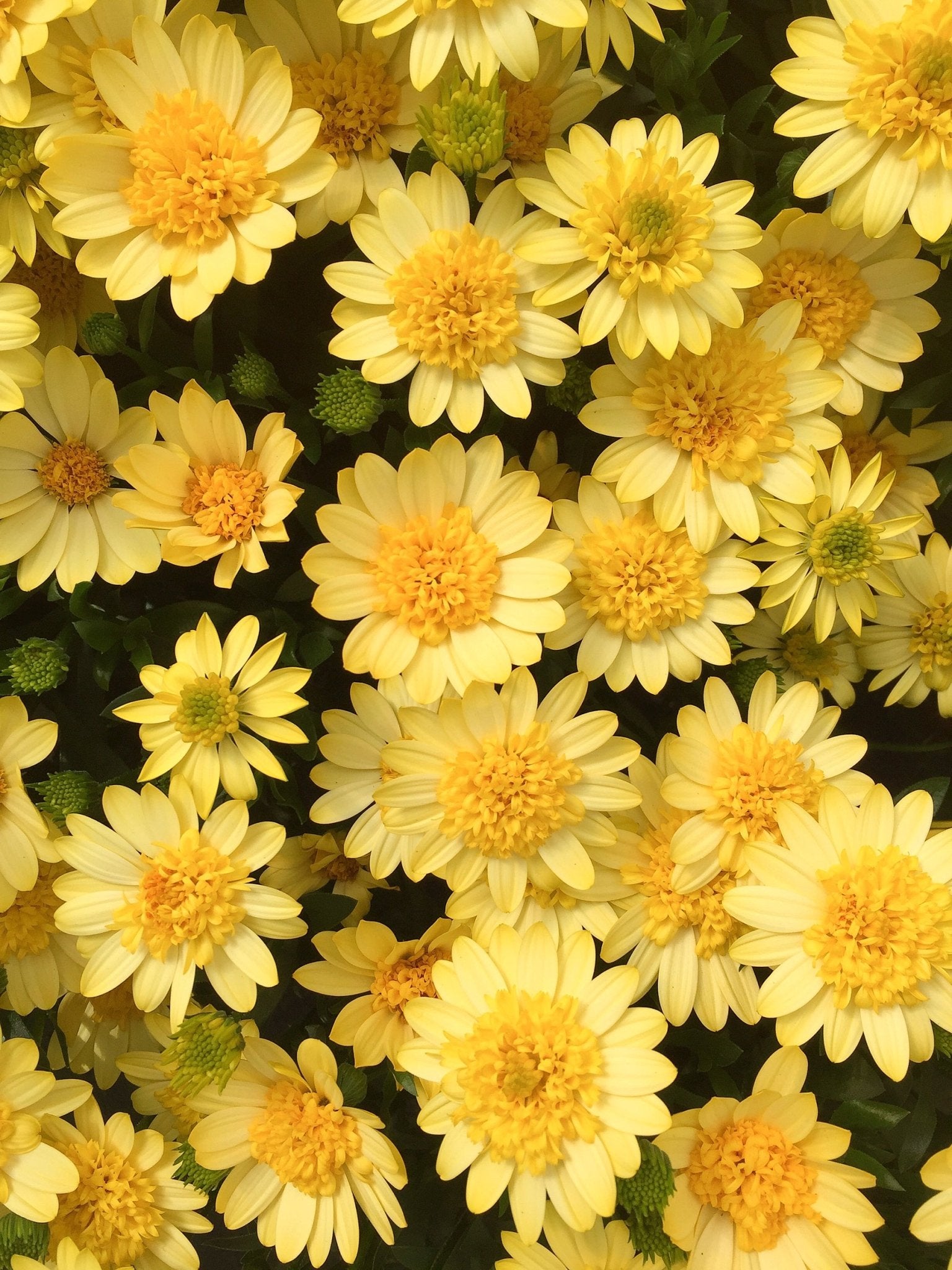 African Daisy 3D 'Deep Sun' (Osteospermum) - Ladybird Nursery