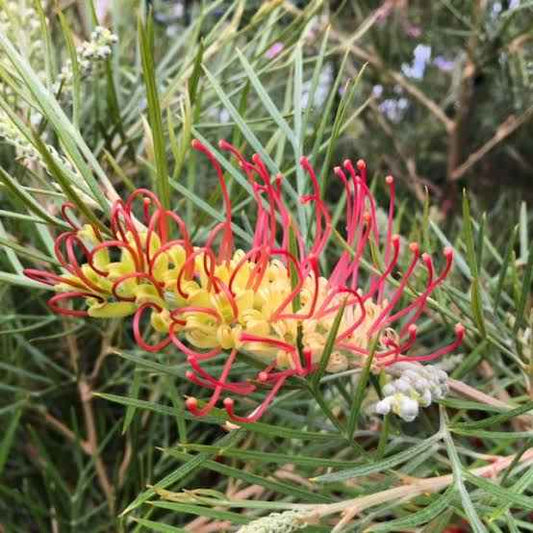 Outback Sunrise Grevillea