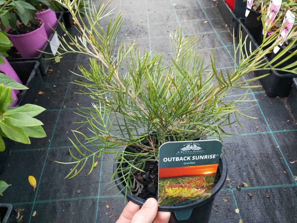Outback Sunrise Grevillea - Ladybird Nursery