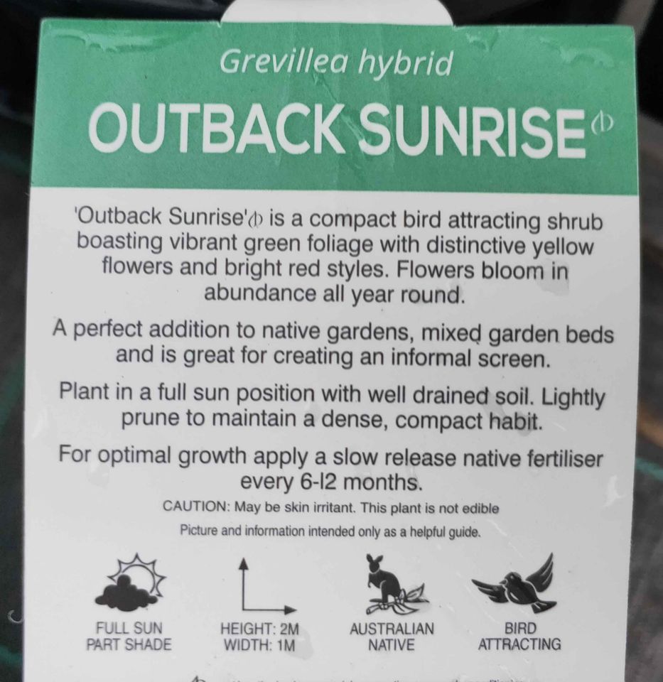 Outback Sunrise Grevillea - Ladybird Nursery