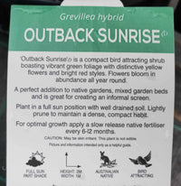 Outback Sunrise Grevillea