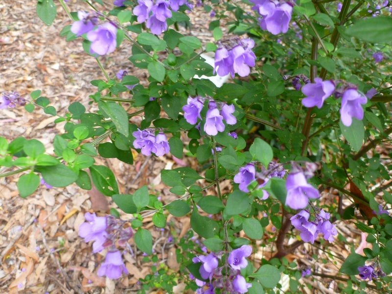 Oval-leaf Mint Bush (Prostanthera ovalifolia)