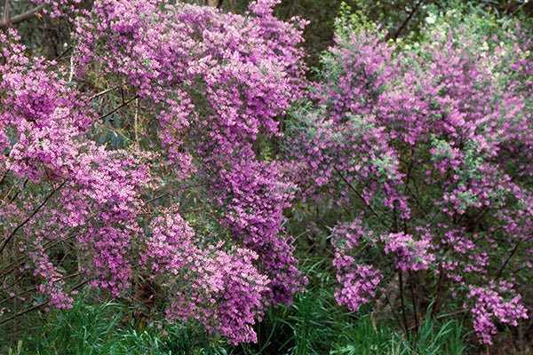 Oval-leaf Mint Bush (Prostanthera ovalifolia)