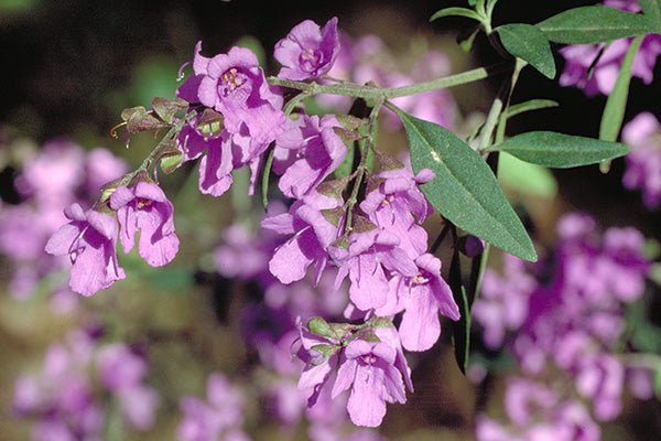 Oval - leaf Mint Bush (Prostanthera ovalifolia) - Ladybird Nursery